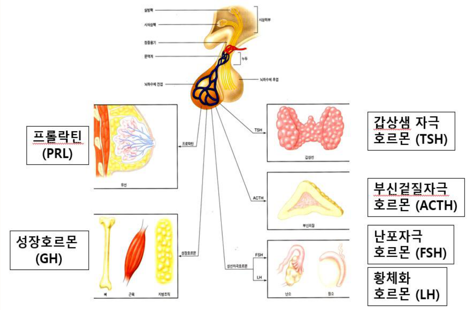 0826_성장호르몬-ne2_박종선_p005a