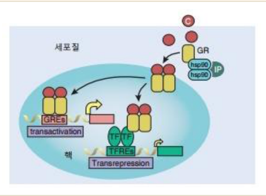 0902_부신피질_박종선_p012a