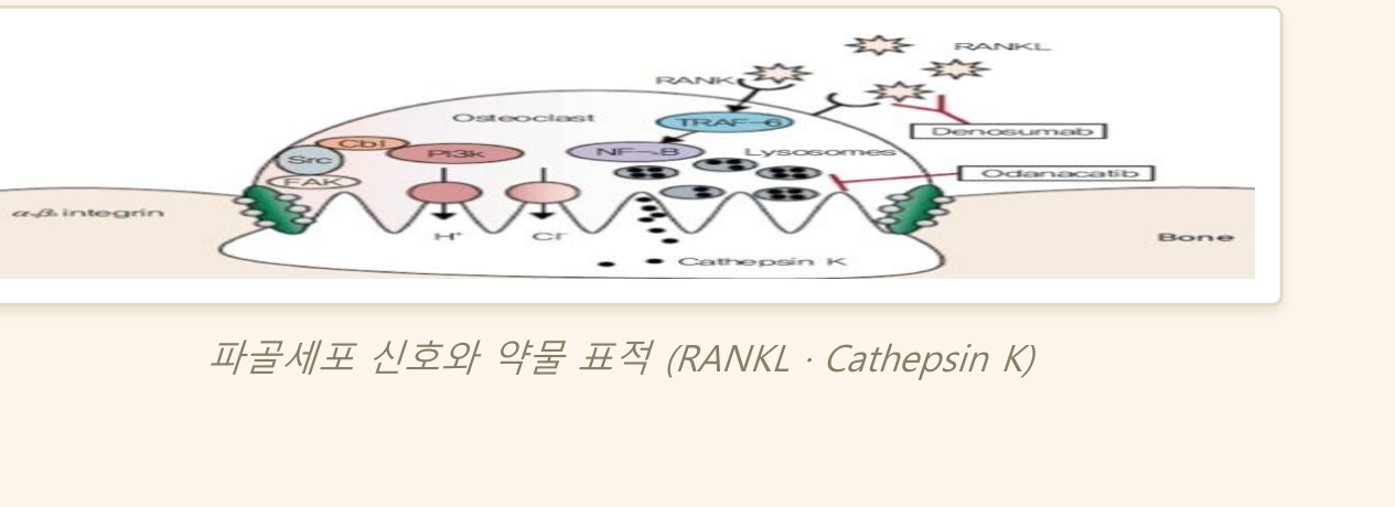 0902_뼈무기질_박종선_p026b