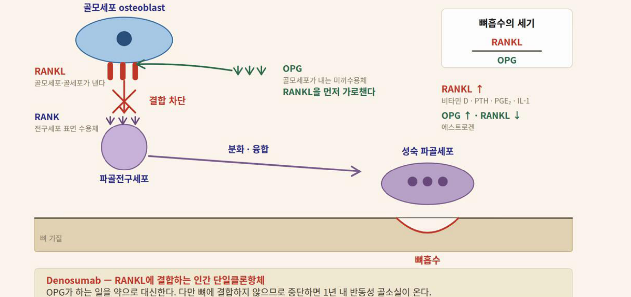 0902_뼈무기질_박종선_p025a