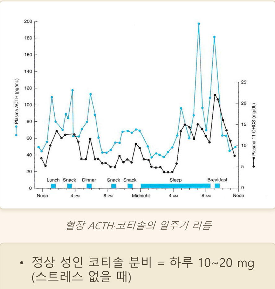 0902_부신피질_박종선_p010a
