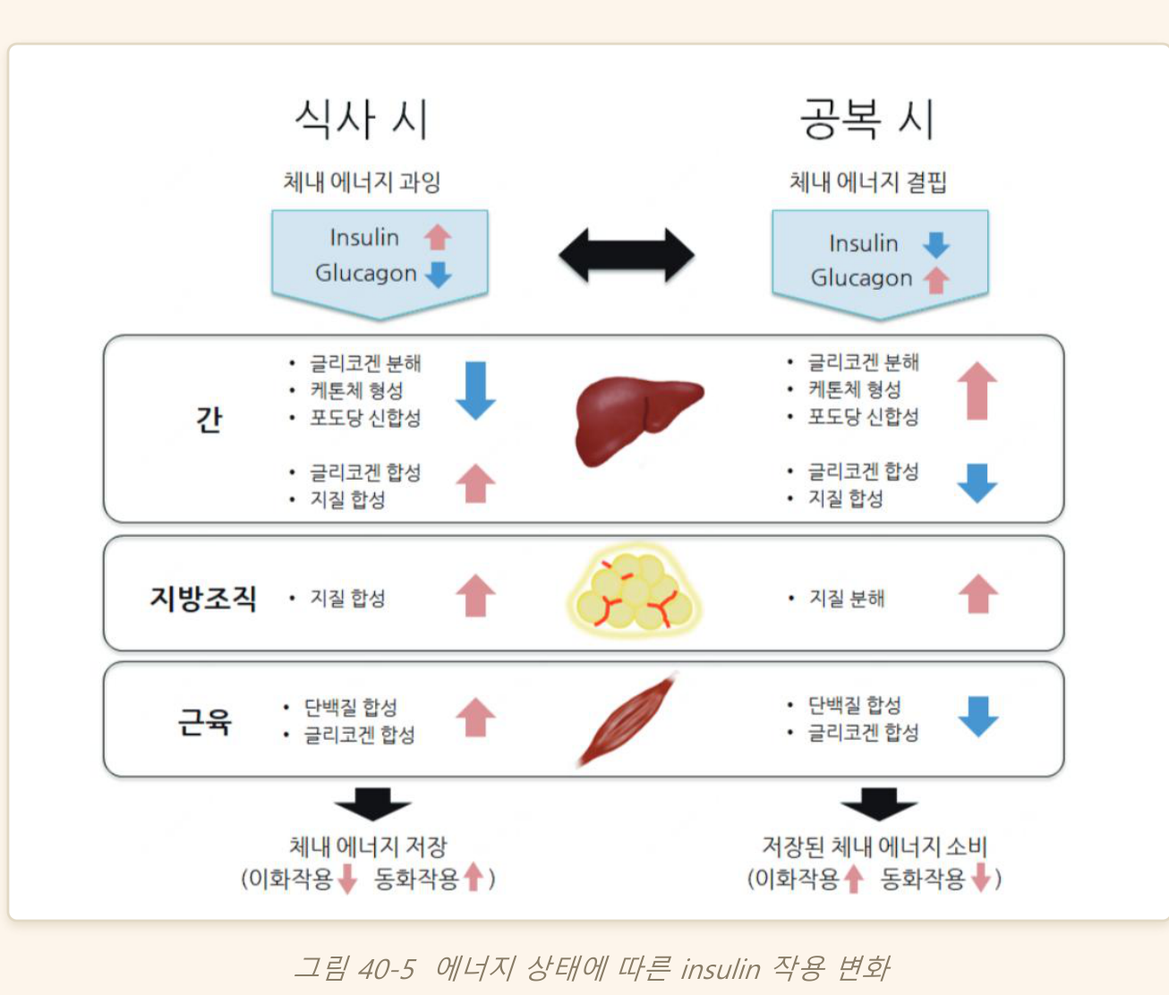 0902_췌장당뇨_박종선_p012a