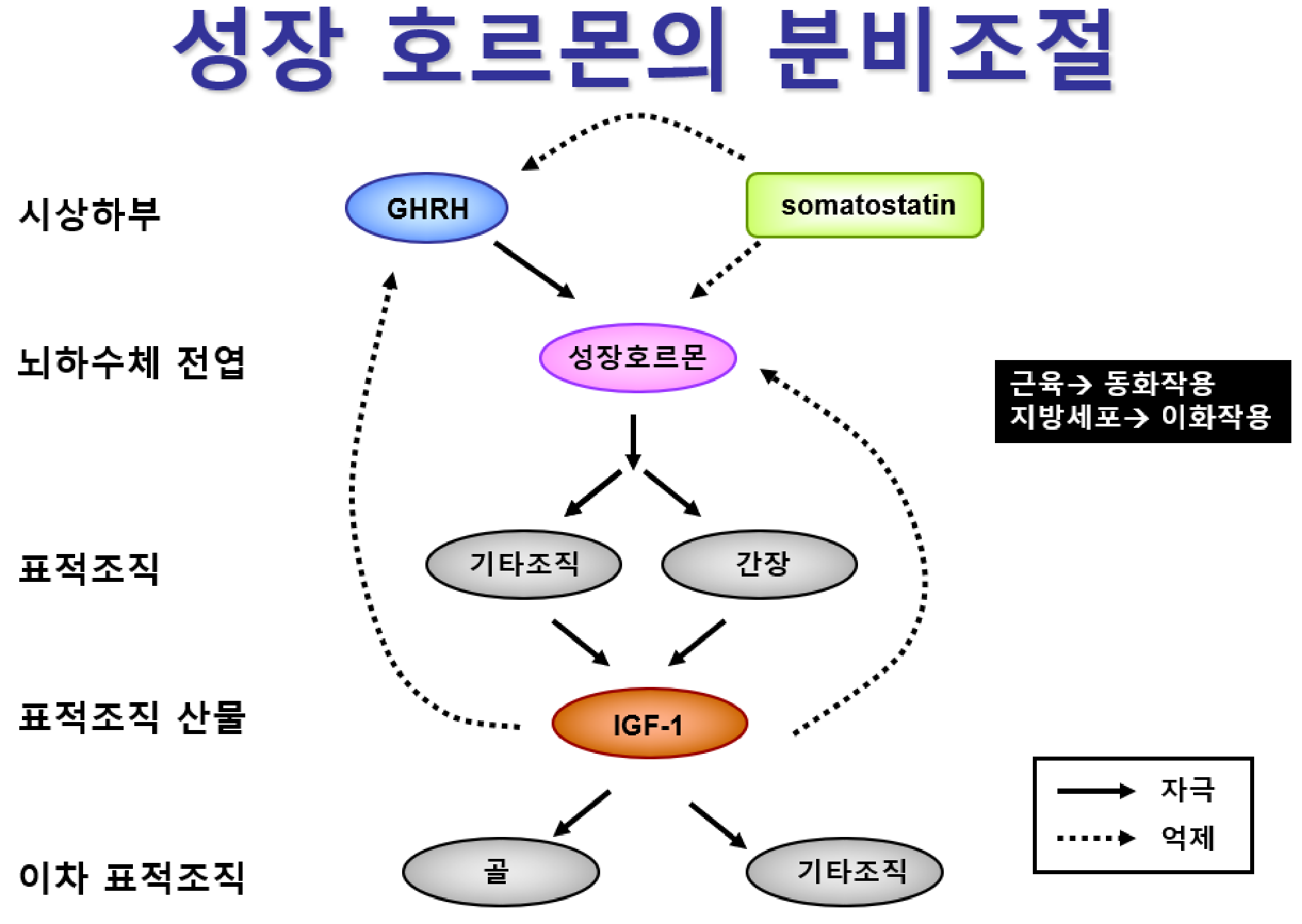 0826_성장호르몬-ne2_박종선_p016a