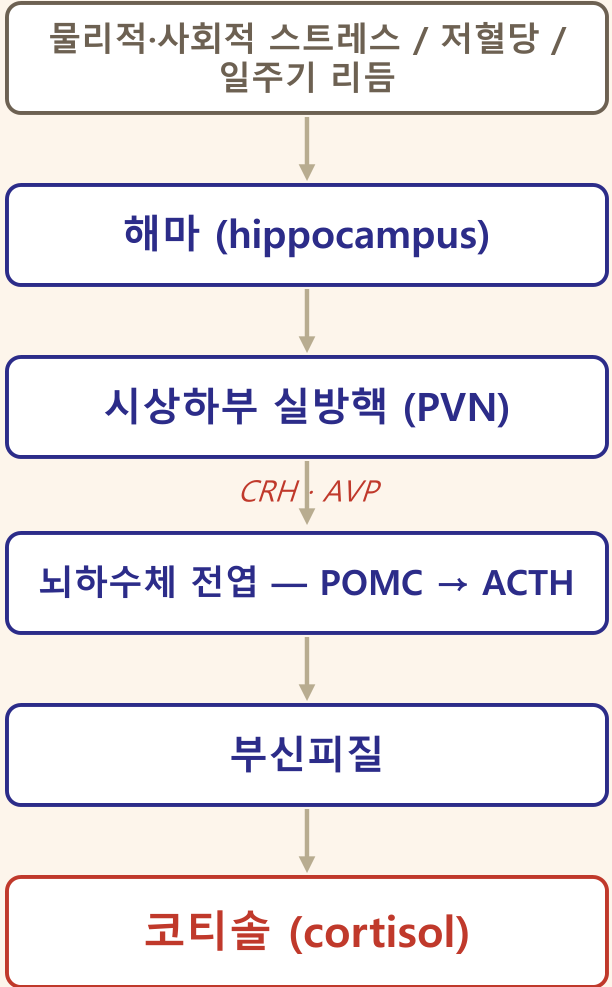 0902_부신피질_박종선_p007a