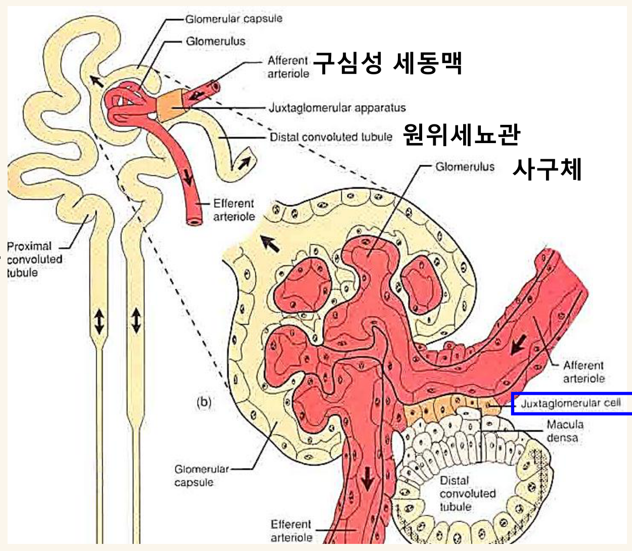 혈관작용펩타이드-rev_p008a