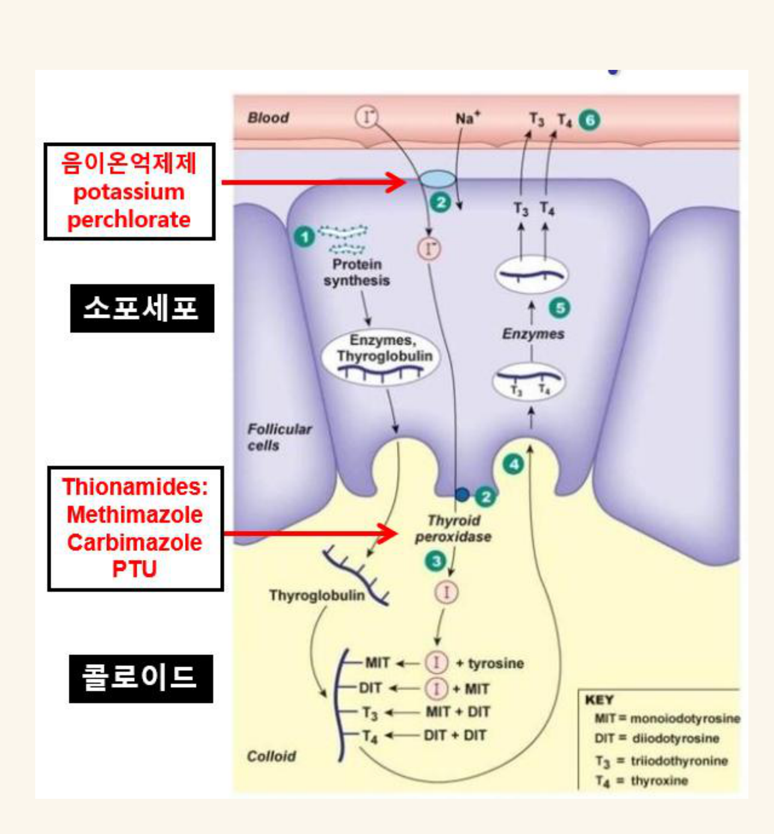 0826_갑상샘호르몬-new_박종선_p006a